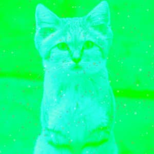 Music for Calm and Relaxing Kittens - Cat Music Studio