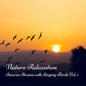Nature Relaxation: Sunrise Stream with Singing Birds Vol. 1 - Natures Acoustics