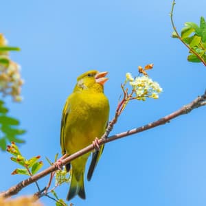 Flight of Melody: Captivating Birds' Harmonic Journey - Easy Morning Music