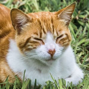 Tranquil Water Sound: Purring Souls Cat Retreat with Chill Music - Waters of Deluge