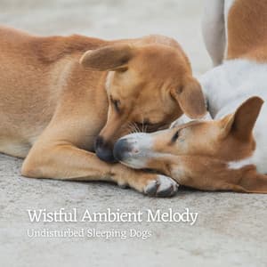 Wistful Ambient Melody: Undisturbed Sleeping Dogs - Relax My Dog Music