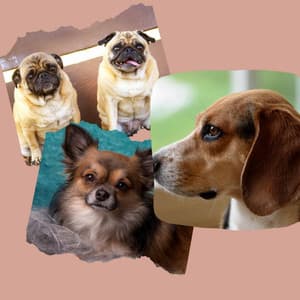 Echoes of Happy Dogs - Songs for Dogs to Sleep To