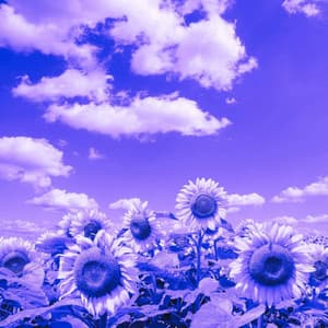 Wicked Background for Unwinding Nights - Lofi Chill and Study