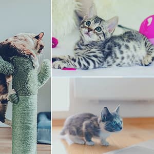 Echoes of Kitten Relax Time - Cat Music Waves