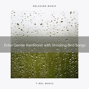 ! ! ! ! ! ! ! ! ! ! Enter Gentle Rainforest with Shooting Bird Songs - Heavy Rain Sounds