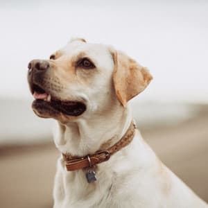 Music for Doggy Rest Time - Trumpet and Alto Sax - Dog Jazz Music