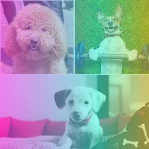 Tenor Sax and Trumpet Solos - Music for Calming Pups - Dog Music Library