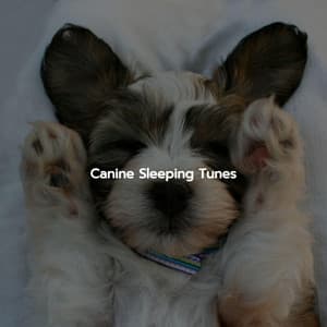 Canine Sleeping Tunes - Mellow Sunday Morning Music
