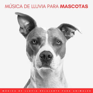 Música De Lluvia Para Mascotas: Música De Lluvia Relajante Para Animales - Lluvia en el Bosque