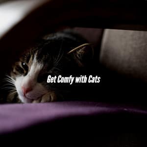 Get Comfy with Cats - Coffee Lounge Jazz Chill Out