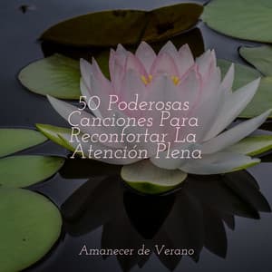 50 Poderosas Canciones Para Reconfortar La Atención Plena - Sleep Sound Library