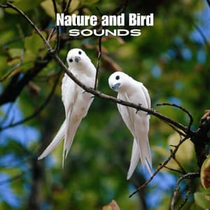 Cardinal Calling Lullaby - Nature And Bird Sounds