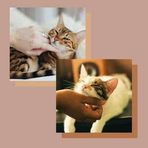 Latin Trumpet - Background for Scratching Kittens - Calm Music for Cats