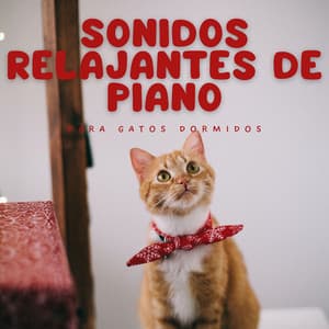 Sonidos Relajantes De Piano Para Gatos Dormidos - Gato de piano