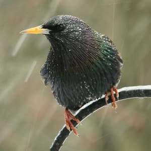 Harmony in Theta Waves, Rain with Pets - ASMR Rain Sounds