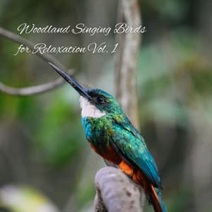 Woodland Singing Birds for Relaxation Vol. 1 - Natural Woodland Sounds