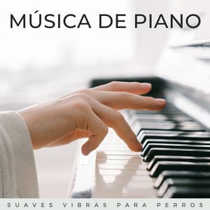 Música De Piano: Suaves Vibras Para Perros - Relajación Piano