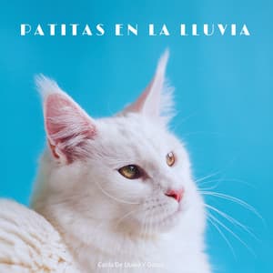 Caída De Lluvia Y Gatos: Patitas En La Lluvia - Fabricantes de lluvia suave