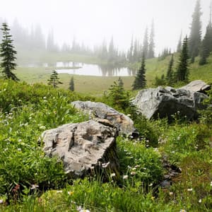 Hidden Wilderness: A Melody of Nature's Secrets - Rainforest Sounds