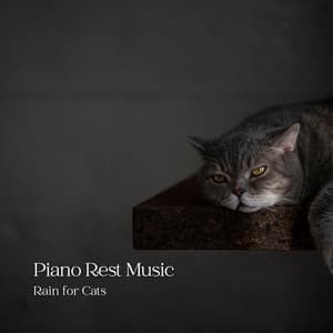 Piano Rest Music: Rain for Cats - Piano Jazz Bar