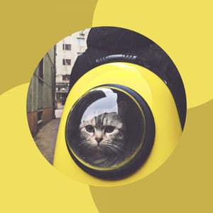 Smooth Jazz Violin - Ambiance for Soulful Kittens - Cat Music Hour