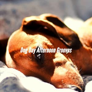 Dog Day Afternoon Grooves - Dog Jazz Songs