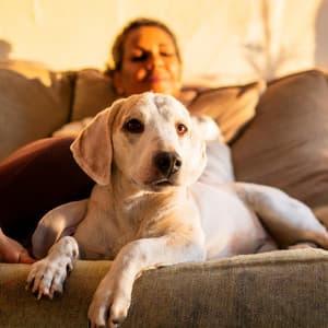 Cuidado Suave Para Mascotas: Música Lofi Para Confort - Delta Puro