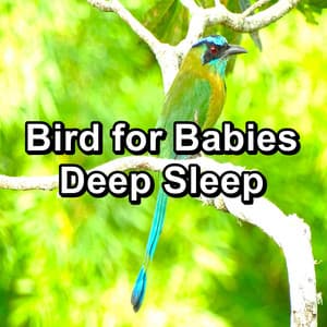 Bird for Babies Deep Sleep - Bird Sounds 2016