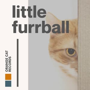 Little Furball - Cats Music Zone