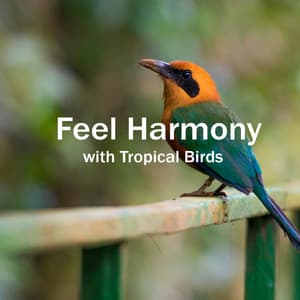 Feel Harmony with Tropical Birds – Antistress Nature Sound & Prenatal Yoga for Future Mum - Easy Listening Relaxation Piano Radio