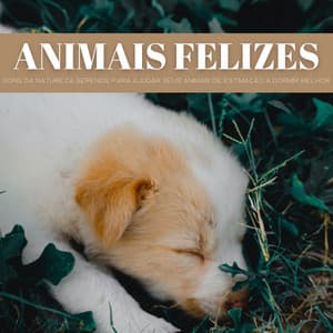 Animais Felizes: Sons Da Natureza Serenos Para Ajudar Seus Animais De Estimação A Dormir Melhor - Música de Relaxamento No Spa