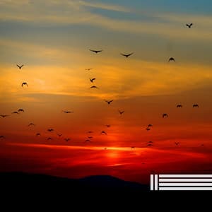 Waldvogellieder - Vogelstimmen Welt