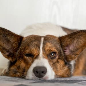 Relaxing Music for Dogs to Sleep - Doggy Music Radio