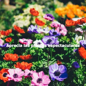 Aprecia las plantas espectaculares - Happy Jazz Beats