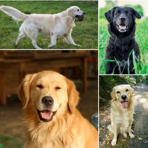 Music for Cool Pups - Hypnotic Chill Out - Dog Jazz Music