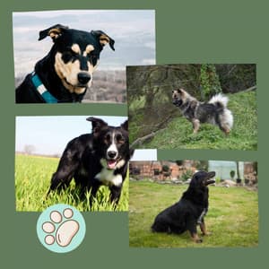 Background Music - Morning Walks - Songs for Dogs to Sleep To