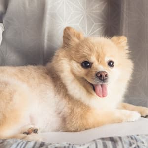 Blissful Barktime: Blissful White Noise for Dogs - White Noise Android