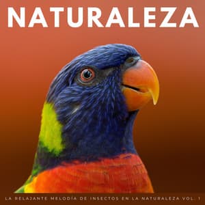 La Relajante Melodía De Insectos En La Naturaleza Vol. 1 - Grillos nocturnos