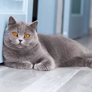 Relaxation Tunes for Cats: Peaceful Rest - Night Music