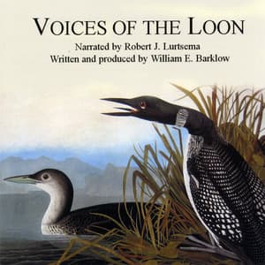 Voices Of The Loon - Nature