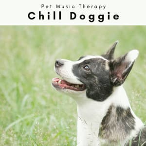 2 0 2 2 Chill Doggie - Pet Music Therapy
