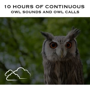 10 Hours of Continuous Owl Sounds and Owl Calls - White Noise Radiance