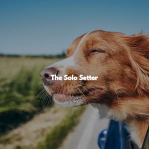 The Solo Setter - Sleeptime for Dogs