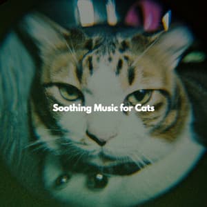 Soothing Music for Cats - Música Chill para Cafés