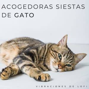 Acogedoras Siestas De Gato: Vibraciones De Lofi - Ritmo de hip-hop lofi