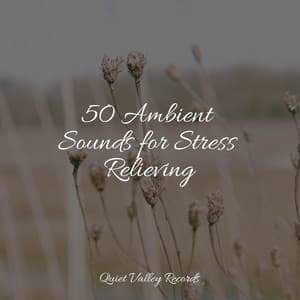 50 Ambient Sounds for Stress Relieving - Lluvia PQ