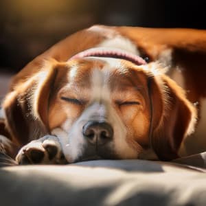 Canino Melódico: Música De Guitarra Calmante Para Perros - Musica Relajante de Guitarra Orquesta