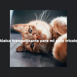 Música tranquilizante para mi gato tricolor - Jazz Music Cafe