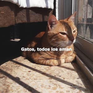 Gatos, todos los aman - Música Calmante