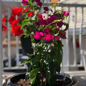 花のオアシス - Morning Calm Playlist